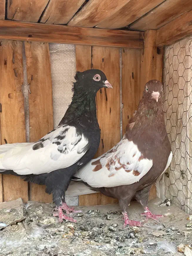سینه ای|پرنده|قم, انسجام|دیوار
