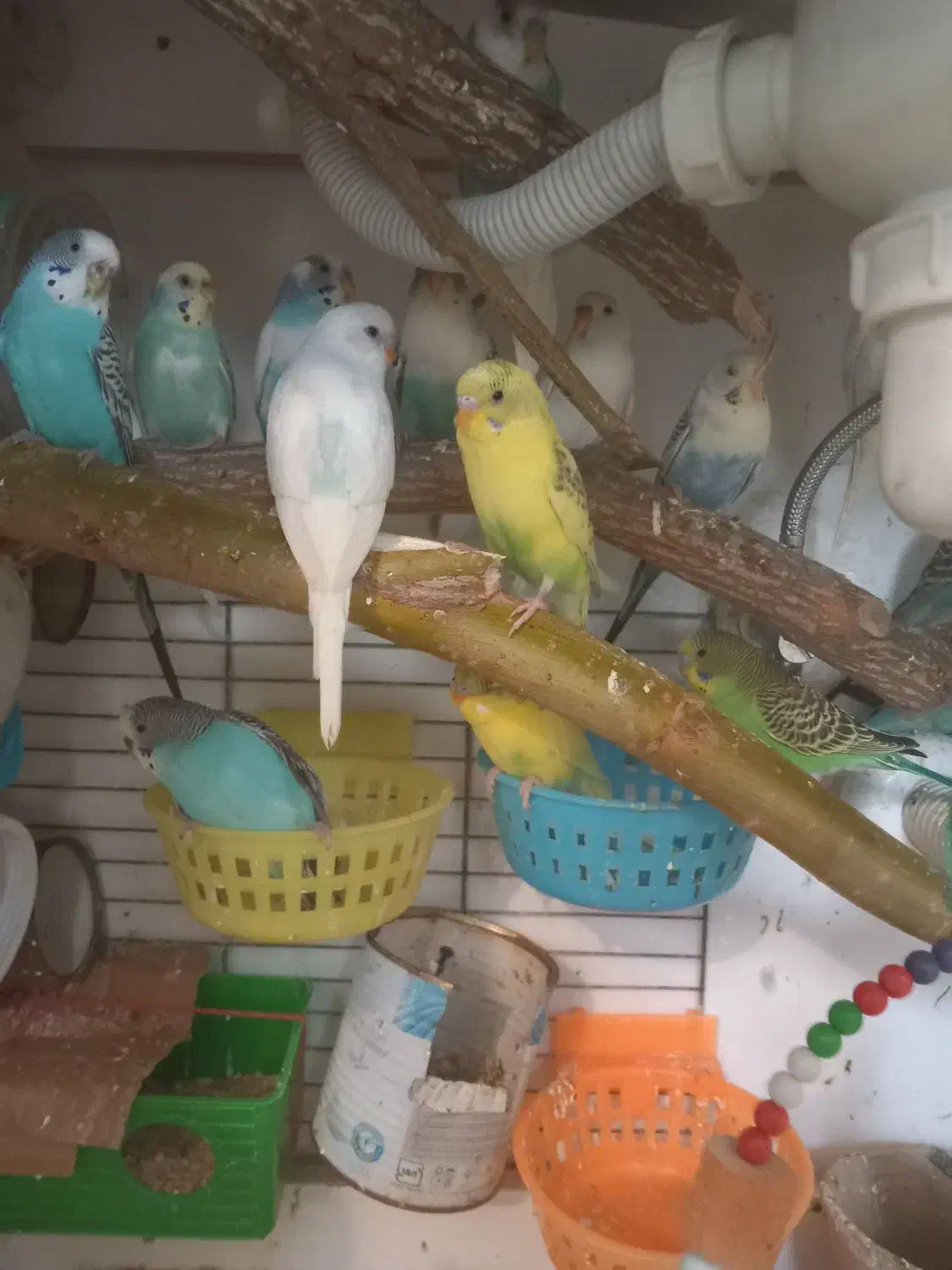 کفتر مرغ عشق فنج گلبسر  قفس عروس هلندی|پرنده|چهارباغ, |دیوار