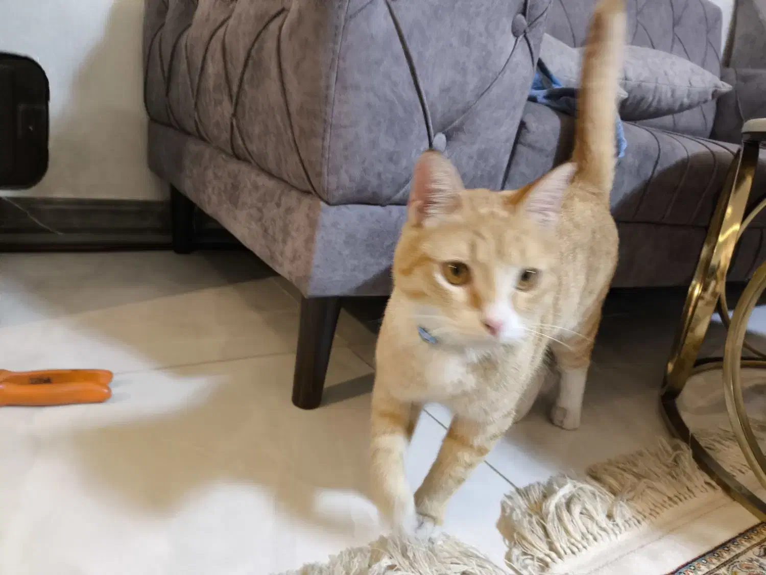 واگذاریه گربه جینجر DSH|گربه|باغستان, |دیوار