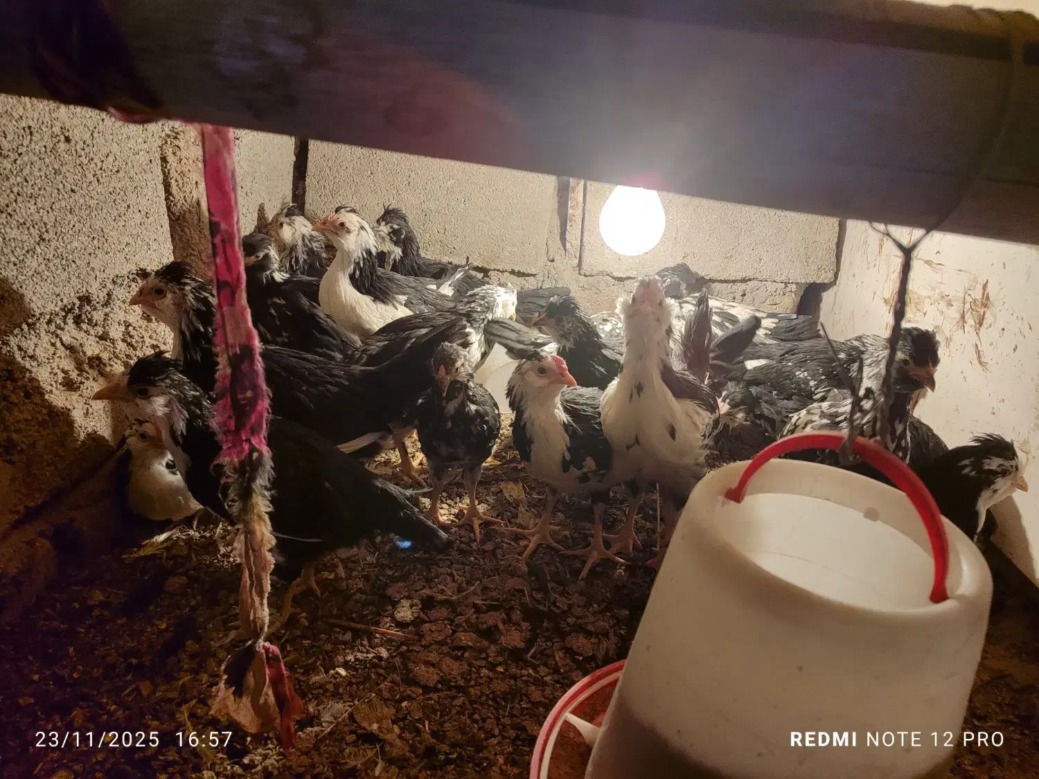 بوقلمون|حیوانات مزرعه|داراب, |دیوار