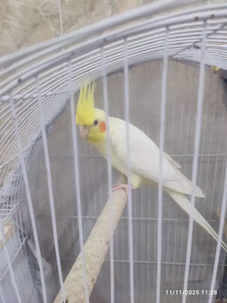 عروس هلندی لوتینیو|پرنده|بندر ماهشهر, |دیوار