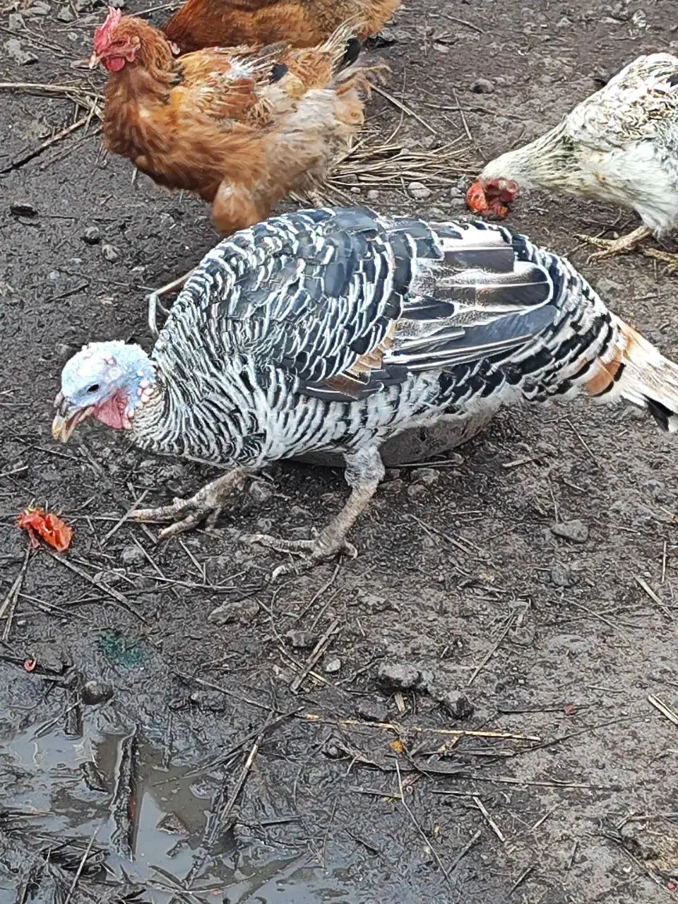 فروش بوقلمون و اردک|حیوانات مزرعه|بم, |دیوار