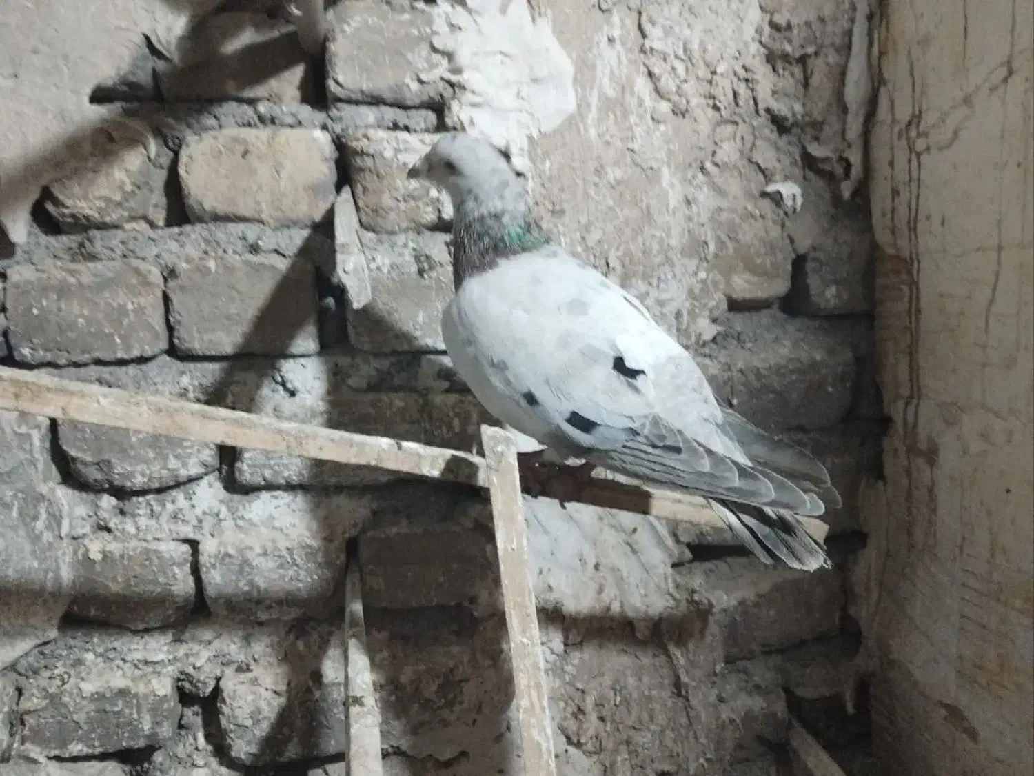 کبوتر|پرنده|مشهد, سمزقند|دیوار