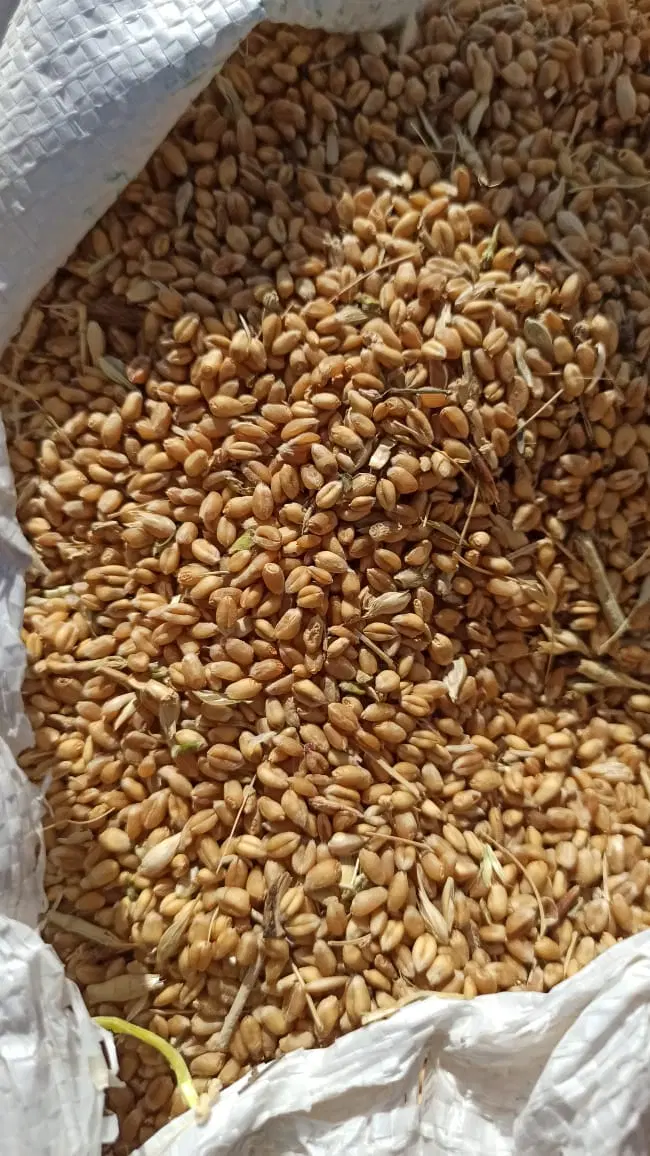 گندم و جو|خدمات باغبانی و درختکاری|رشت, عینک|دیوار