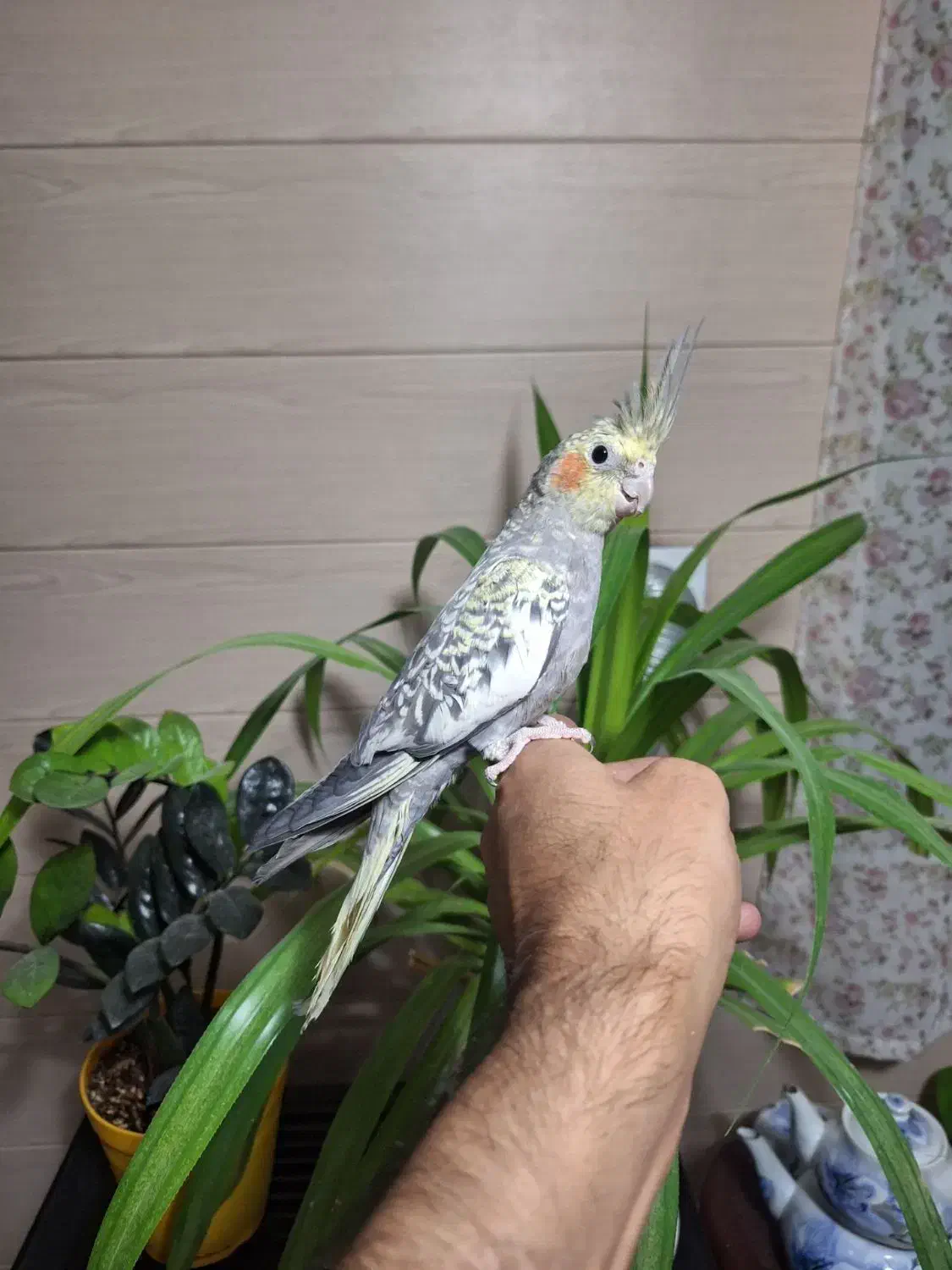 عروس هلندی و گرینجیک|پرنده|اندیشه, اندیشه فاز ۱|دیوار