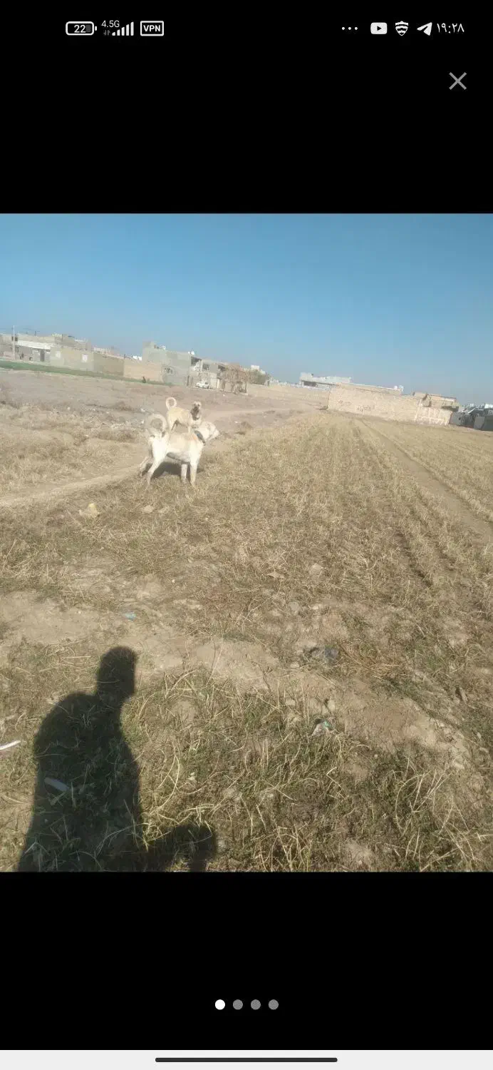 سگ سرابی اصیل ماده نگهبان گله‌ای  سه ساله|سگ|کوهدشت, |دیوار