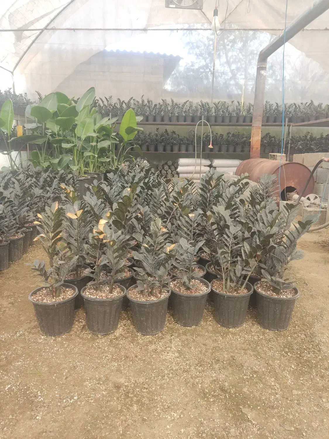 فروش زاموفیلیا|گل و گیاه طبیعی|گلوگاه بابل (گلیا), |دیوار