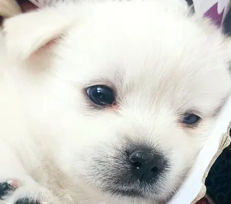 پامر روباهی|سگ|کرمان, |دیوار