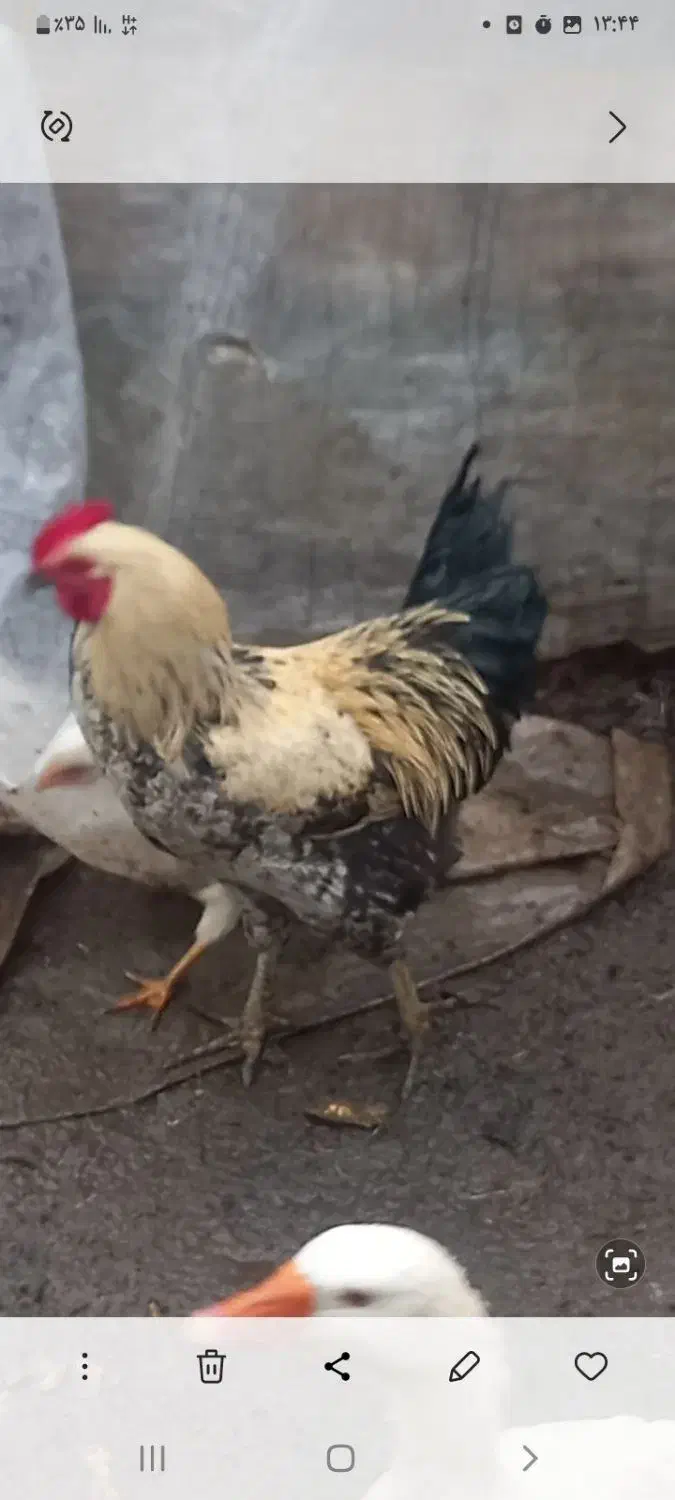 خروس محلی|حیوانات مزرعه|چوبر, |دیوار