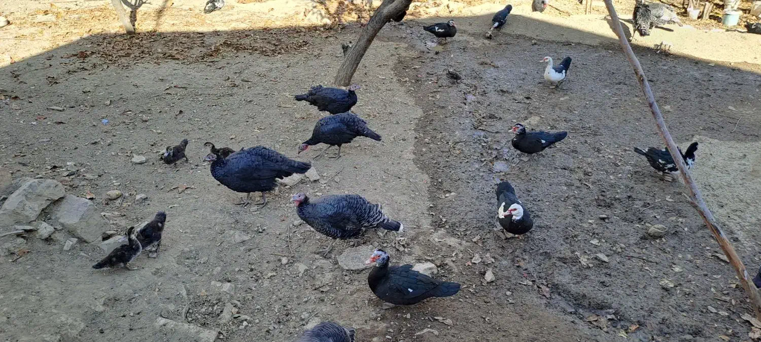 اردک و بوقلمون|حیوانات مزرعه|شهمیرزاد, |دیوار