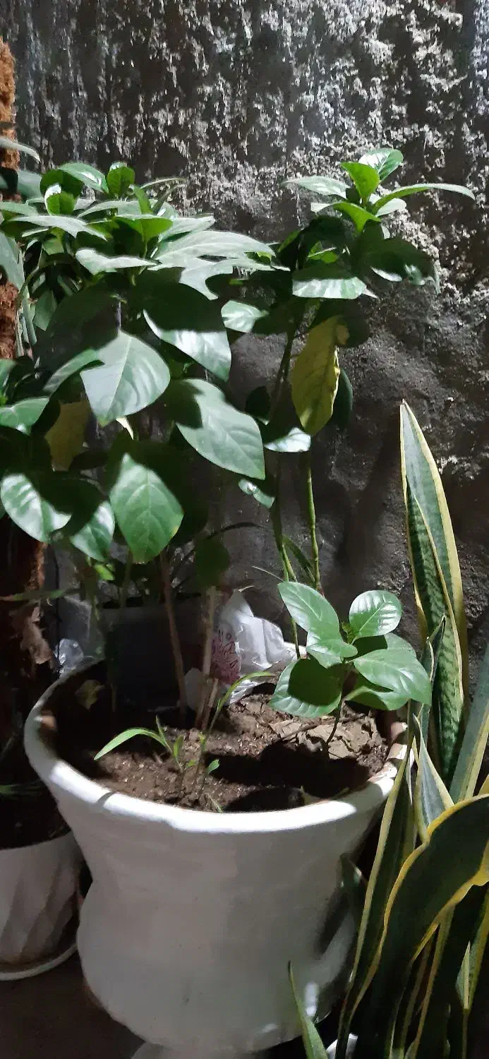 نگهداری گل وگیاه|گل و گیاه طبیعی|قشم, |دیوار