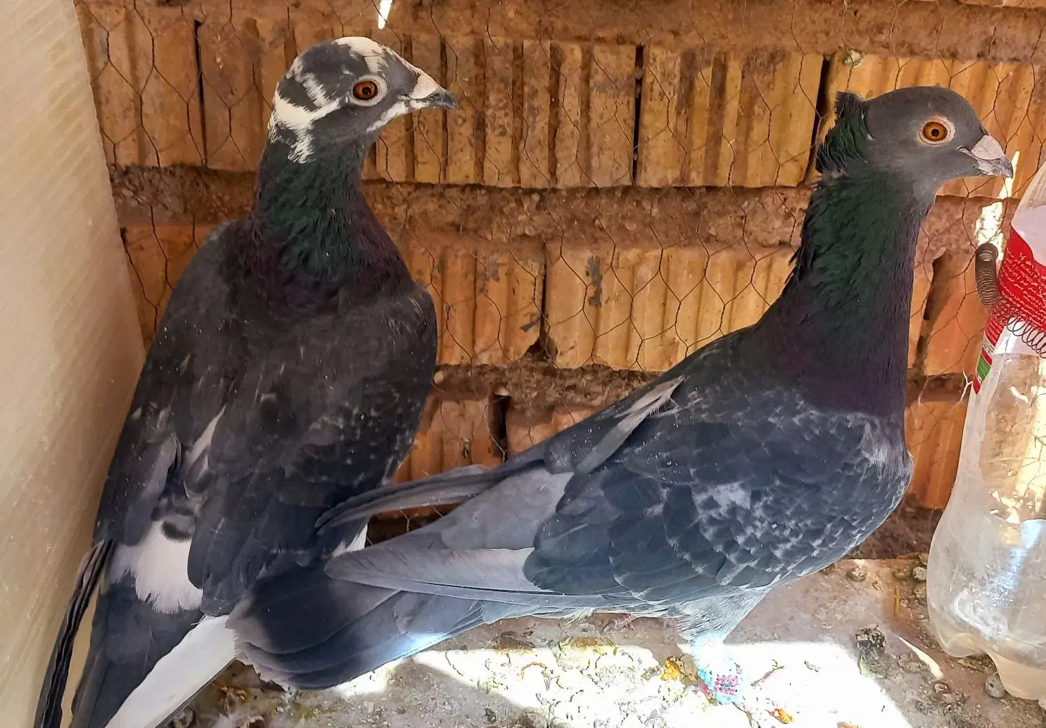 کبوتر کوهی سیاه|پرنده|نیریز, |دیوار