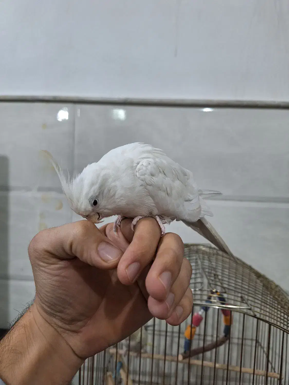 عروس هلندی سخنگو|پرنده|قم, سید معصوم|دیوار