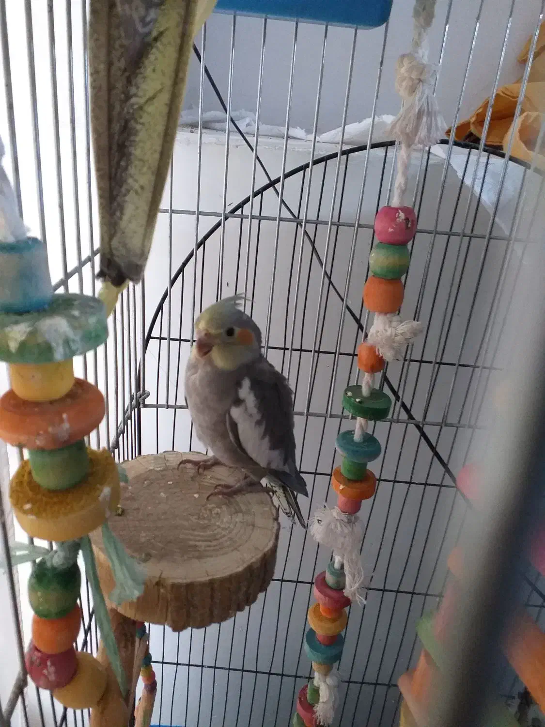 عروس هلندی تازه دون خور وآماده تربیت وآموزش|پرنده|برخوار, |دیوار