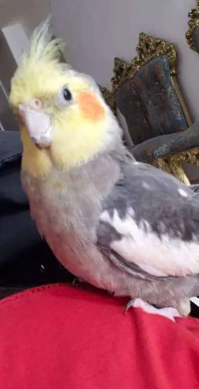 پرنده گمشده|حیوانات|دهلران, |دیوار