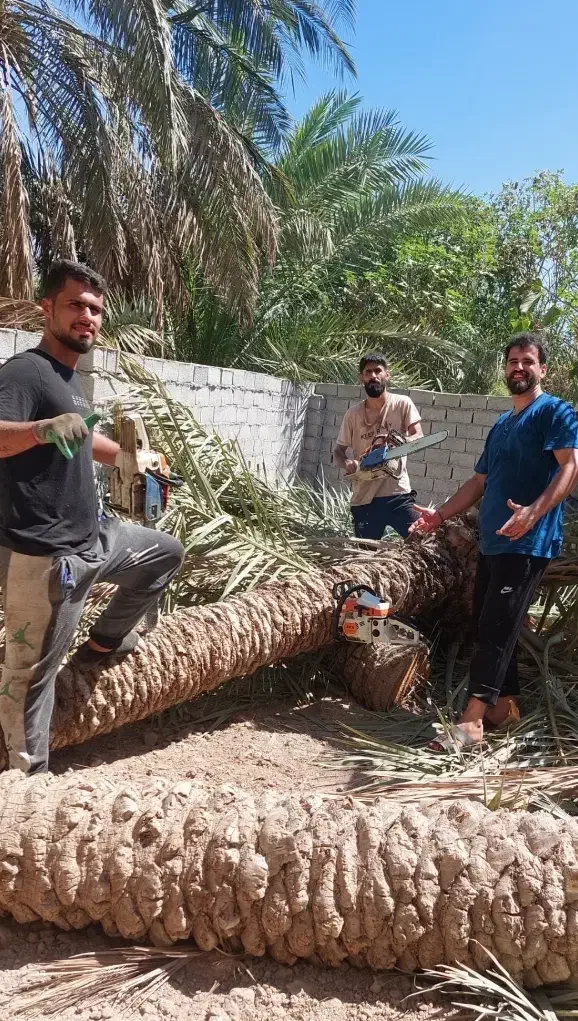 بریدن نخل و درخت قطع نخل و درخت هرس ت نقاط اهواز|خدمات باغبانی و درختکاری|اهواز, زیتون کارمندی|دیوار