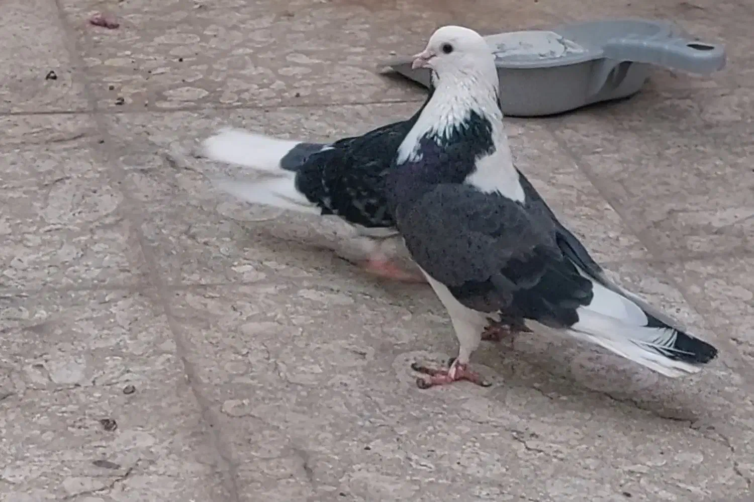 کبوتر گمشده|پرنده|قم, انسجام|دیوار