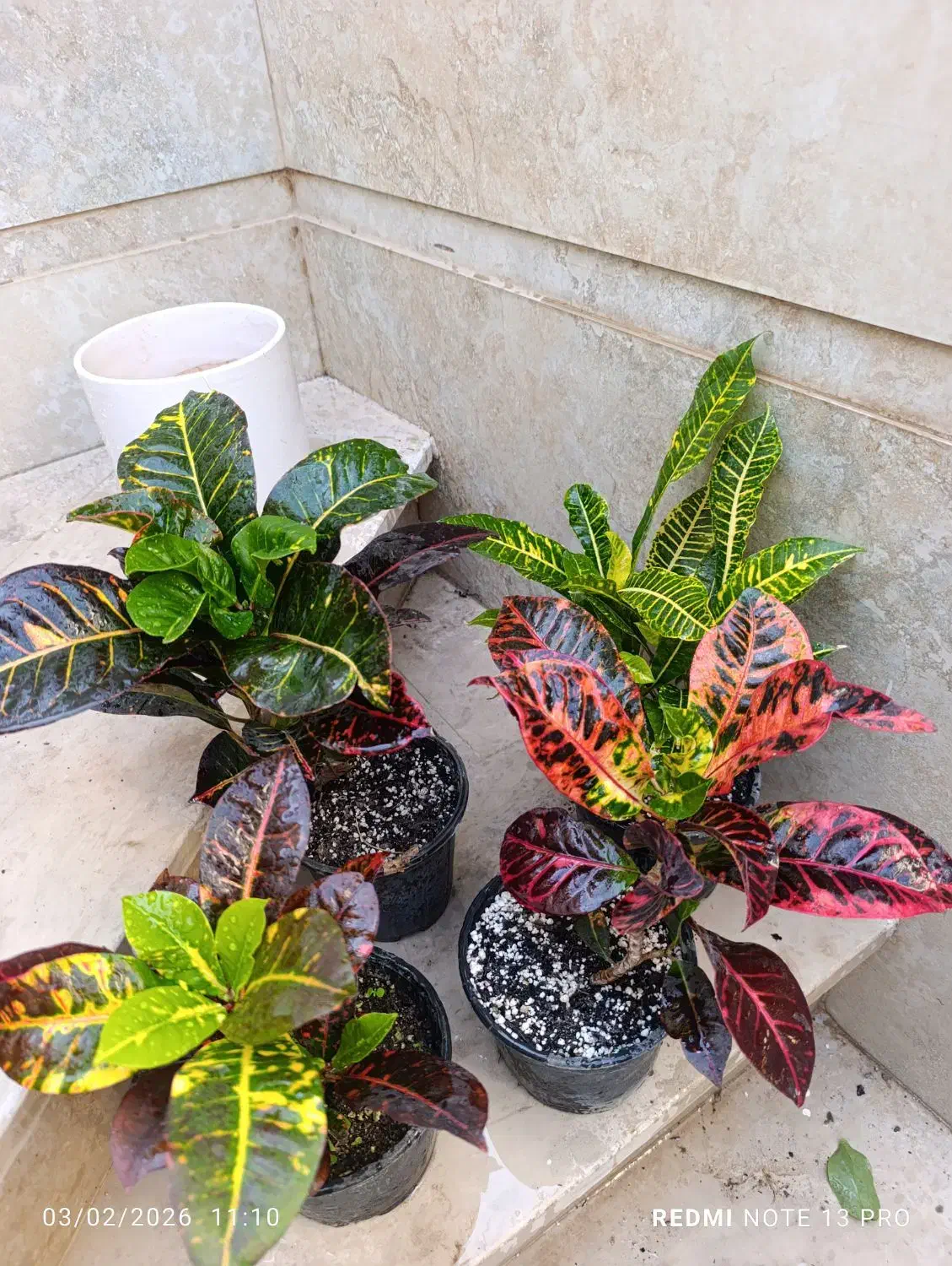 کروتن|گل و گیاه طبیعی|نیشابور, شهید بهشتی|دیوار