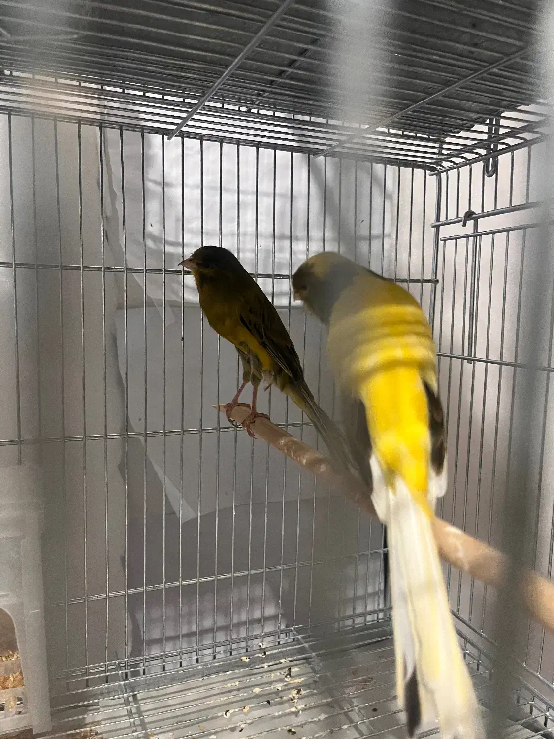 قناری رسمی|پرنده|سیرجان, |دیوار