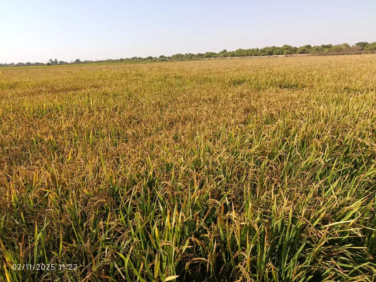 شلتوک|عمدهفروشی|شوشتر, |دیوار