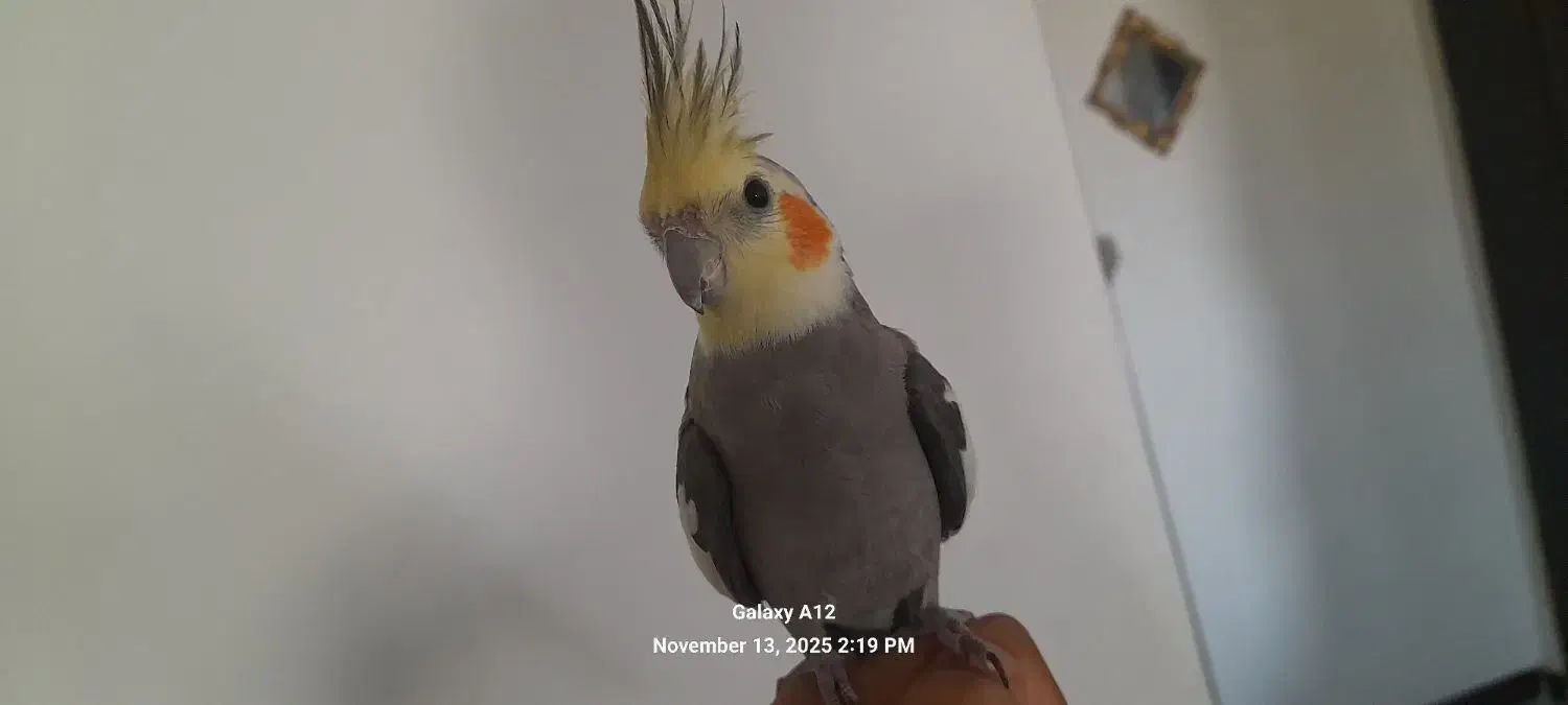 عروس هلندی  طوطی|پرنده|رودهن, |دیوار