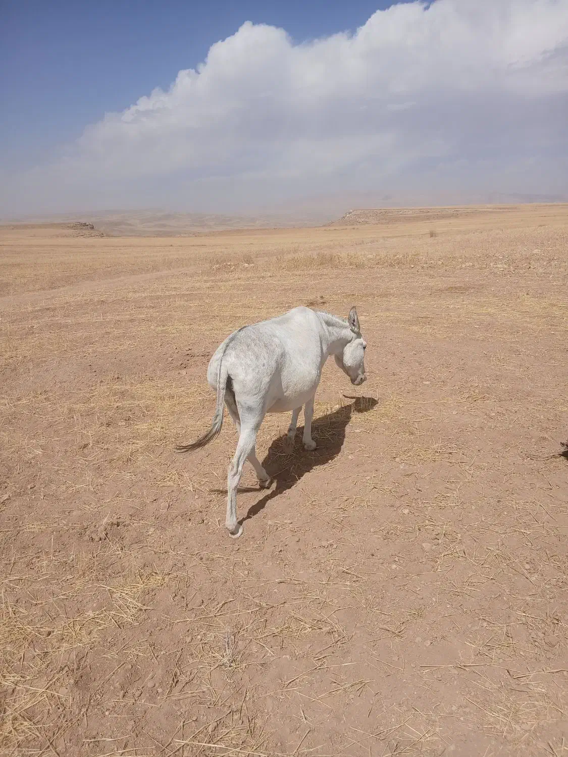 خری بسیار آرام برای گله|حیوانات مزرعه|گل تپه, |دیوار