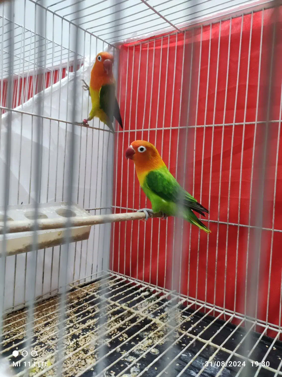 جفت کوتوله باتخم|پرنده|مشهد, شفا|دیوار