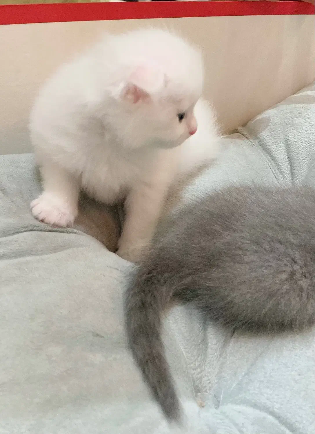 گربه اشرافی اسکاتیش|گربه|تهران, جنت‌آباد مرکزی|دیوار