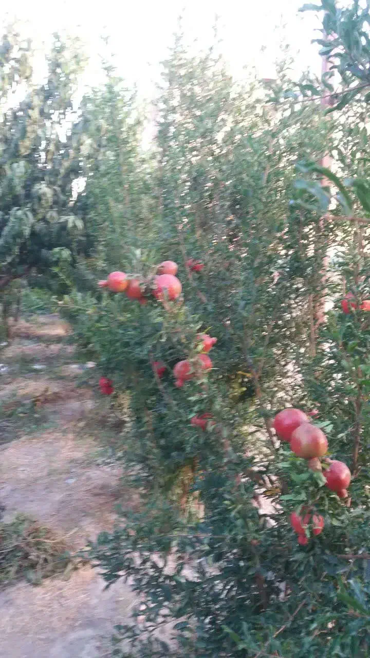 باغچه ۲۰۰ متری|فروش زمین و ملک کلنگی|محمدشهر, محمدشهر|دیوار