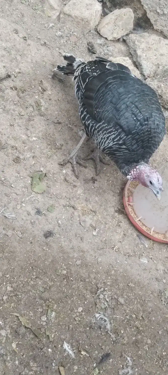 بوقلمون نر وماده|حیوانات مزرعه|معصومیه, |دیوار