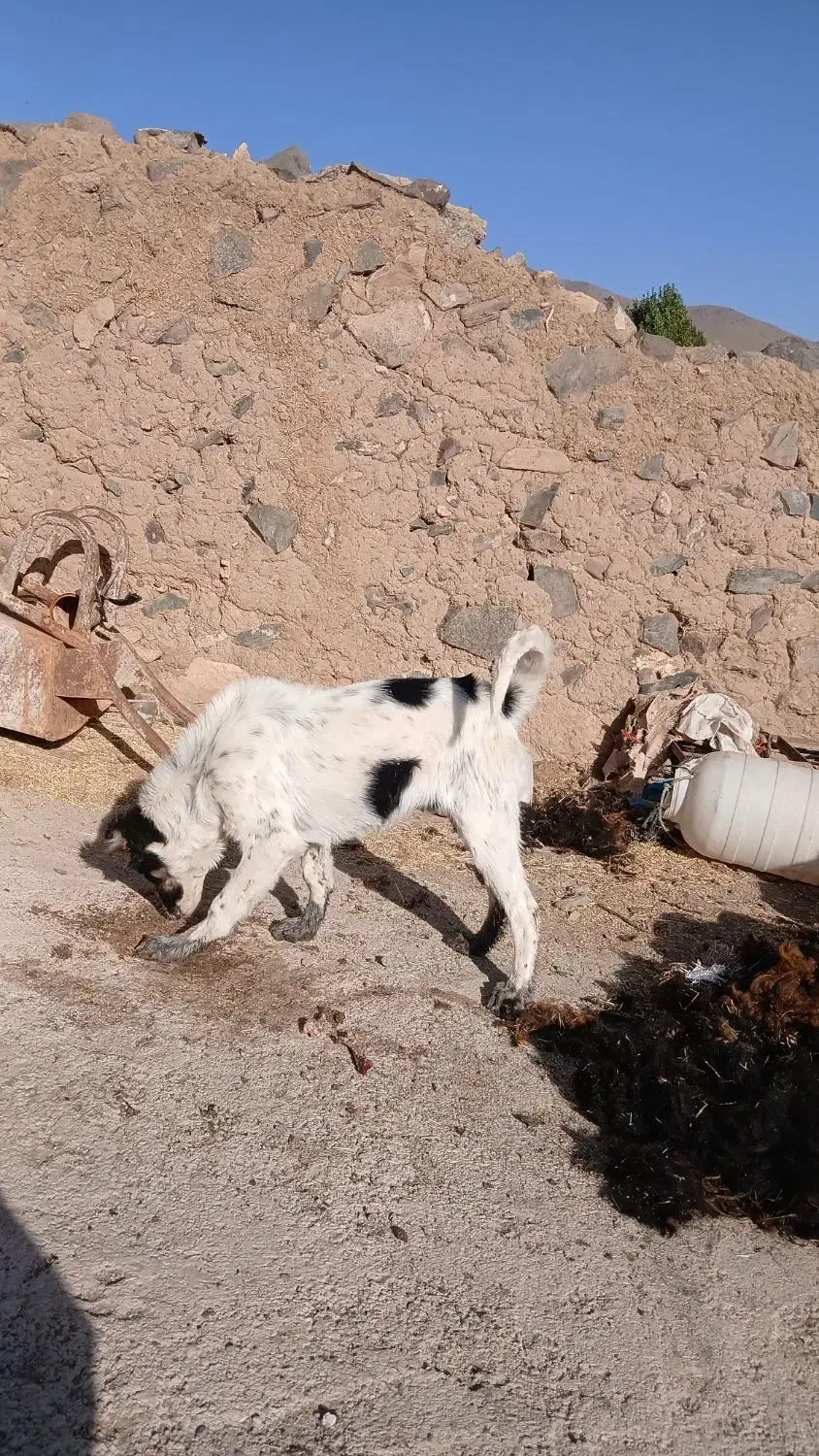 تولهسگ|سگ|زنجان, |دیوار