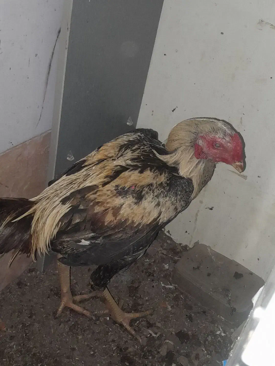 خروس لاری اصیل|حیوانات مزرعه|نسیم‌شهر, |دیوار