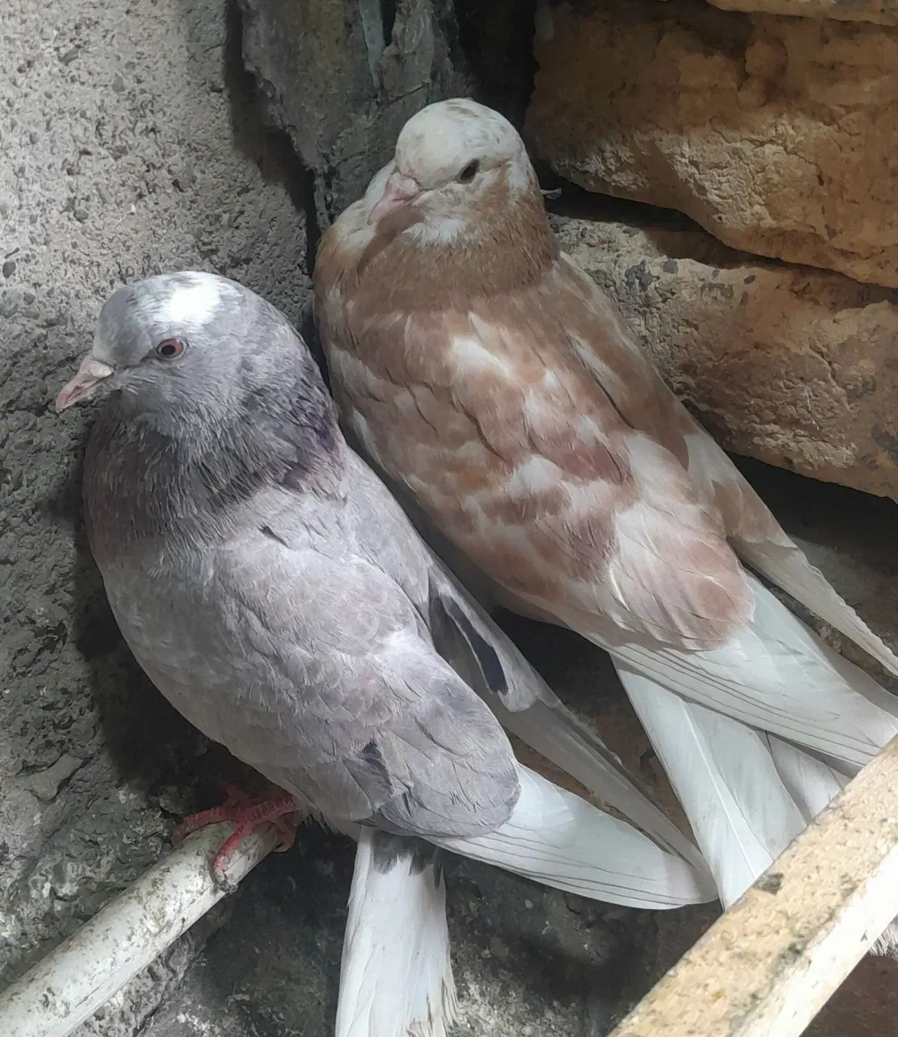 جوجه سرور|پرنده|دلیجان, |دیوار