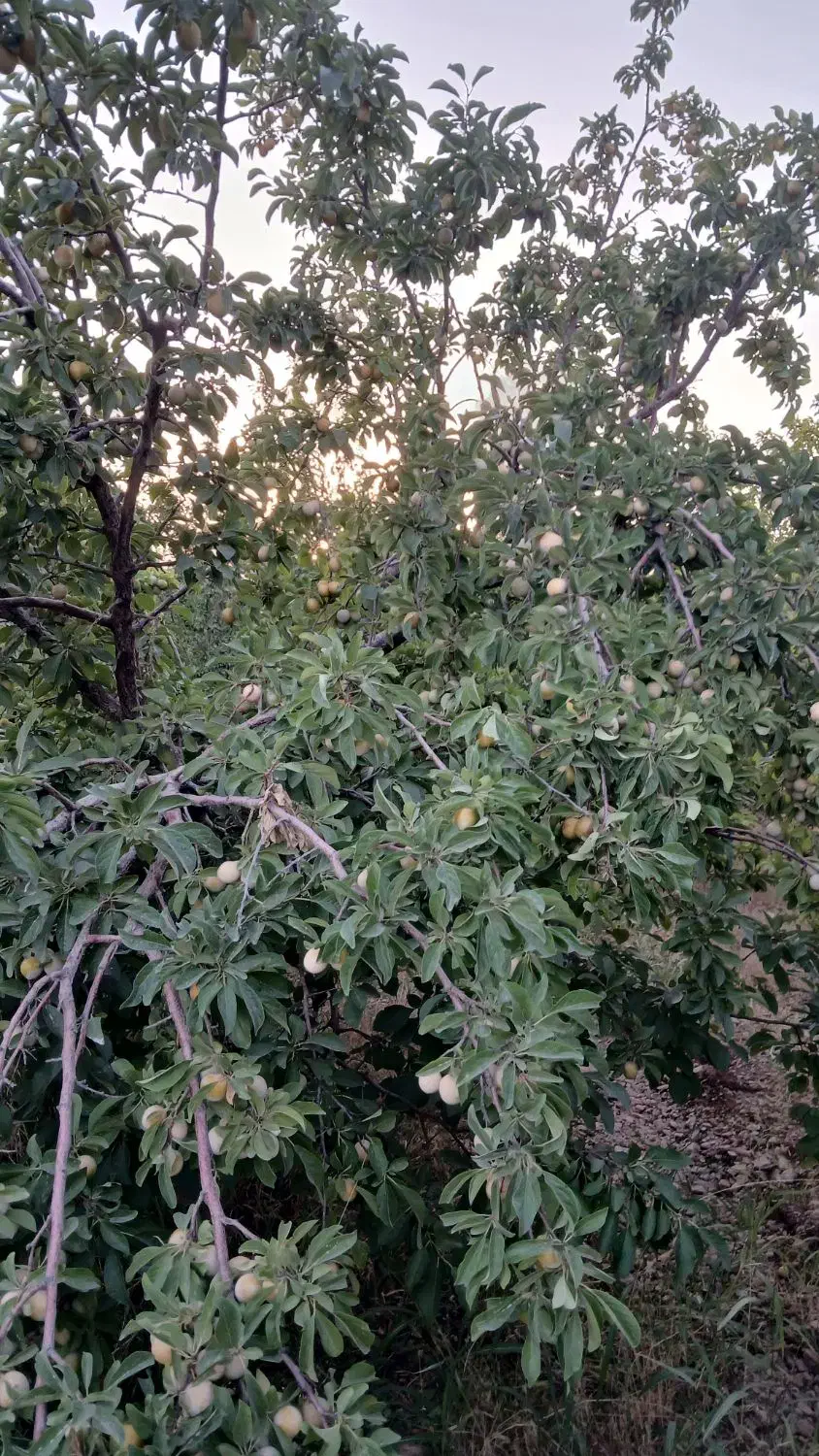 باغ انگوری|فروش دفتر صنعتی، کشاورزی، تجاری|شازند, |دیوار