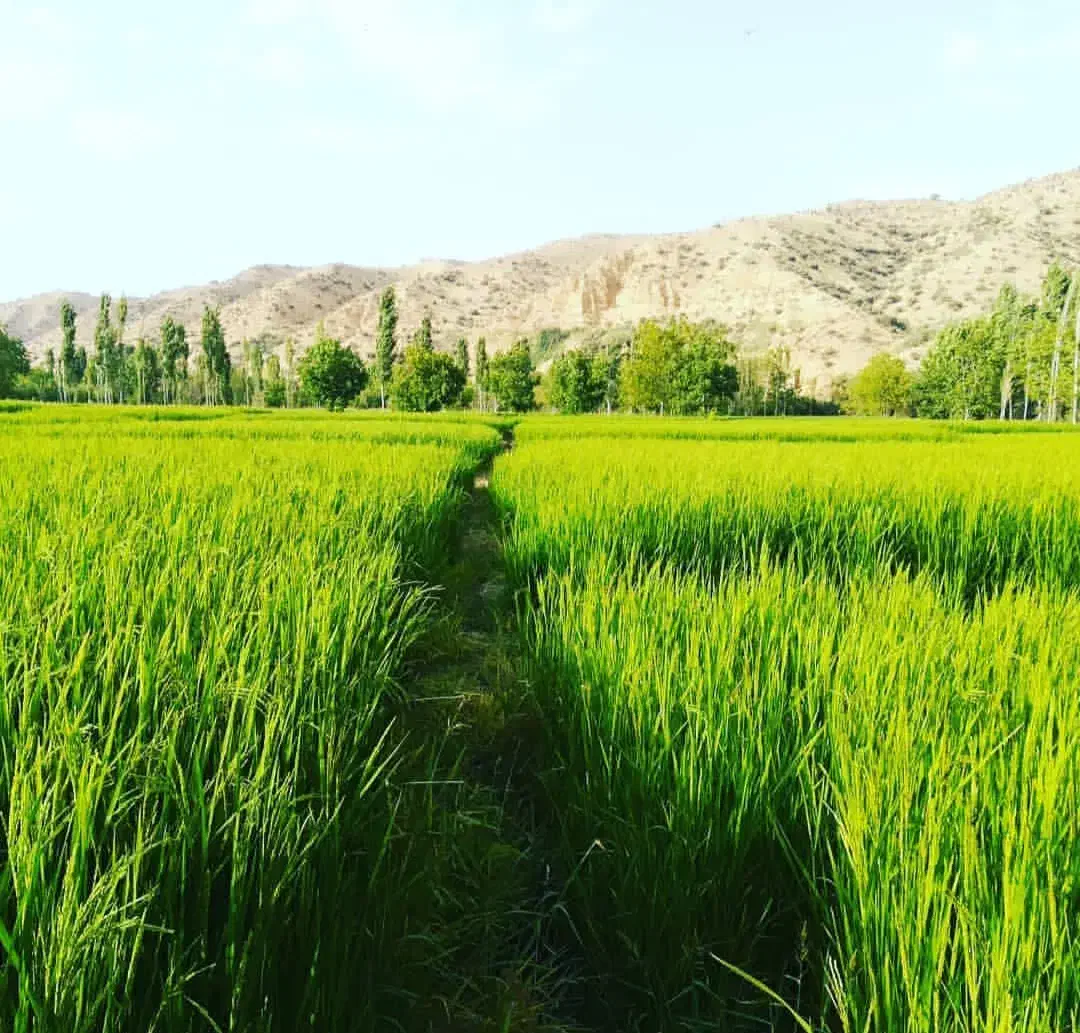 زمین ابی|فروش زمین و ملک کلنگی|شیراز, زرهی|دیوار