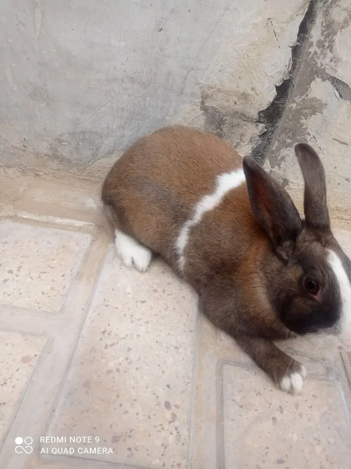 خرگوش نر و ماده|موش و خرگوش|الشتر, |دیوار