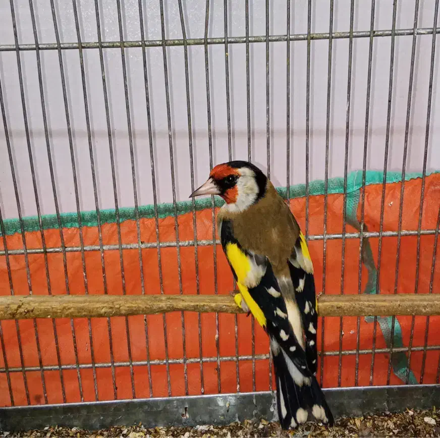 سهره نر قواره دار|پرنده|تهران, مسعودیه|دیوار