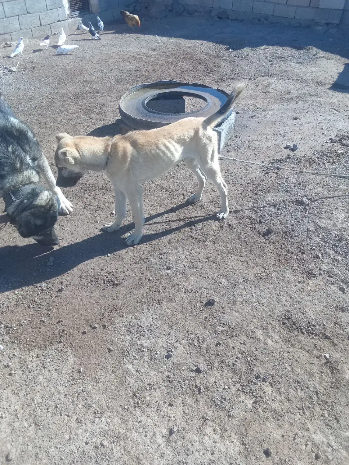 توله|سگ|مشگین شهر, |دیوار