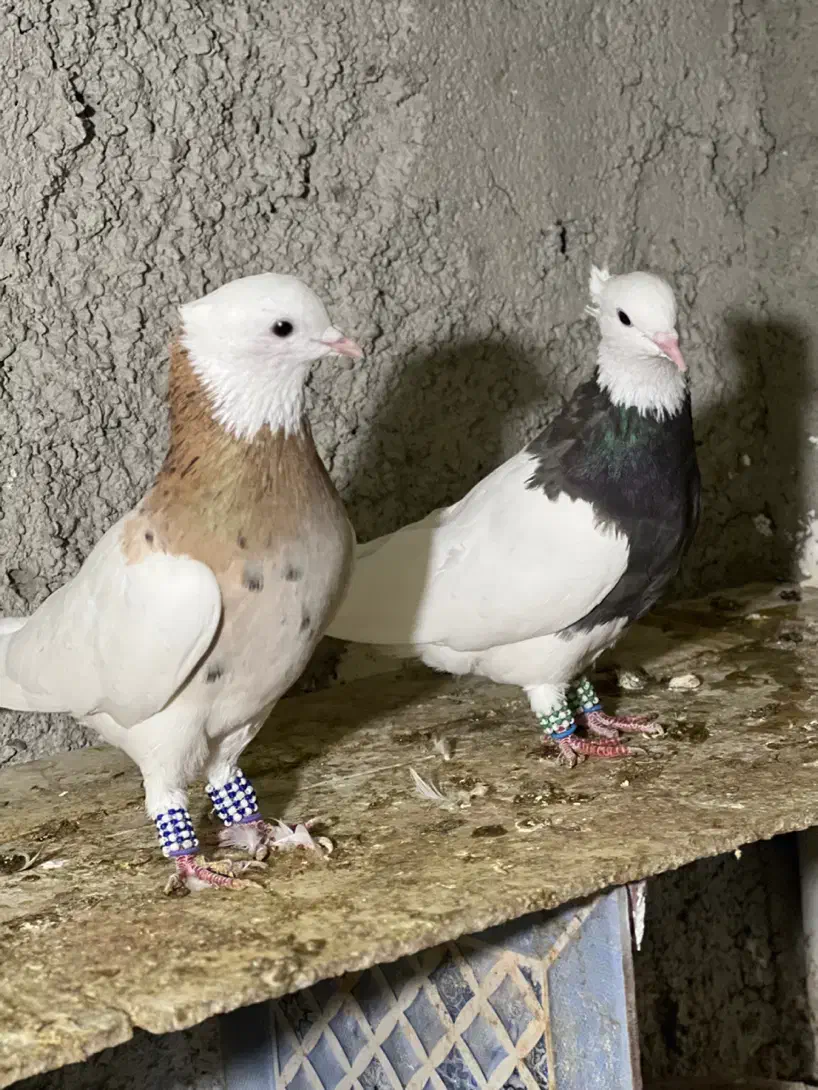 کبوترطوقی|پرنده|چابهار, |دیوار