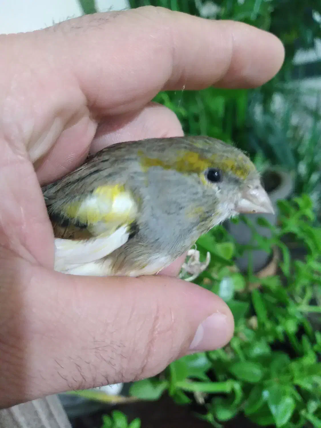 قناری ماده اماده|پرنده|اردبیل, |دیوار