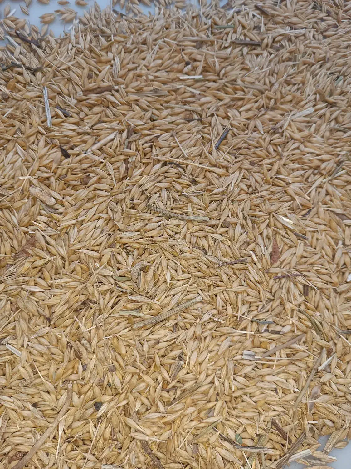 جو طارم|لوازم جانبی حیوانات|گیلوان, |دیوار