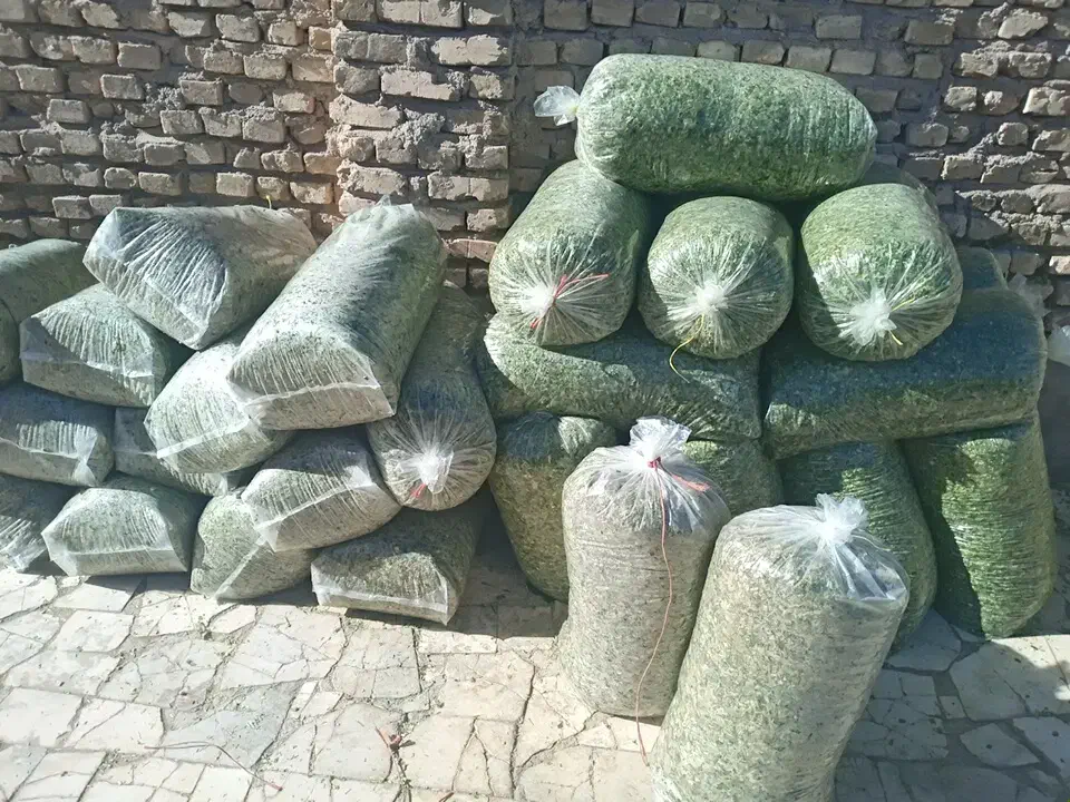 ذرت علوفه ای|حیوانات مزرعه|سیرجان, |دیوار