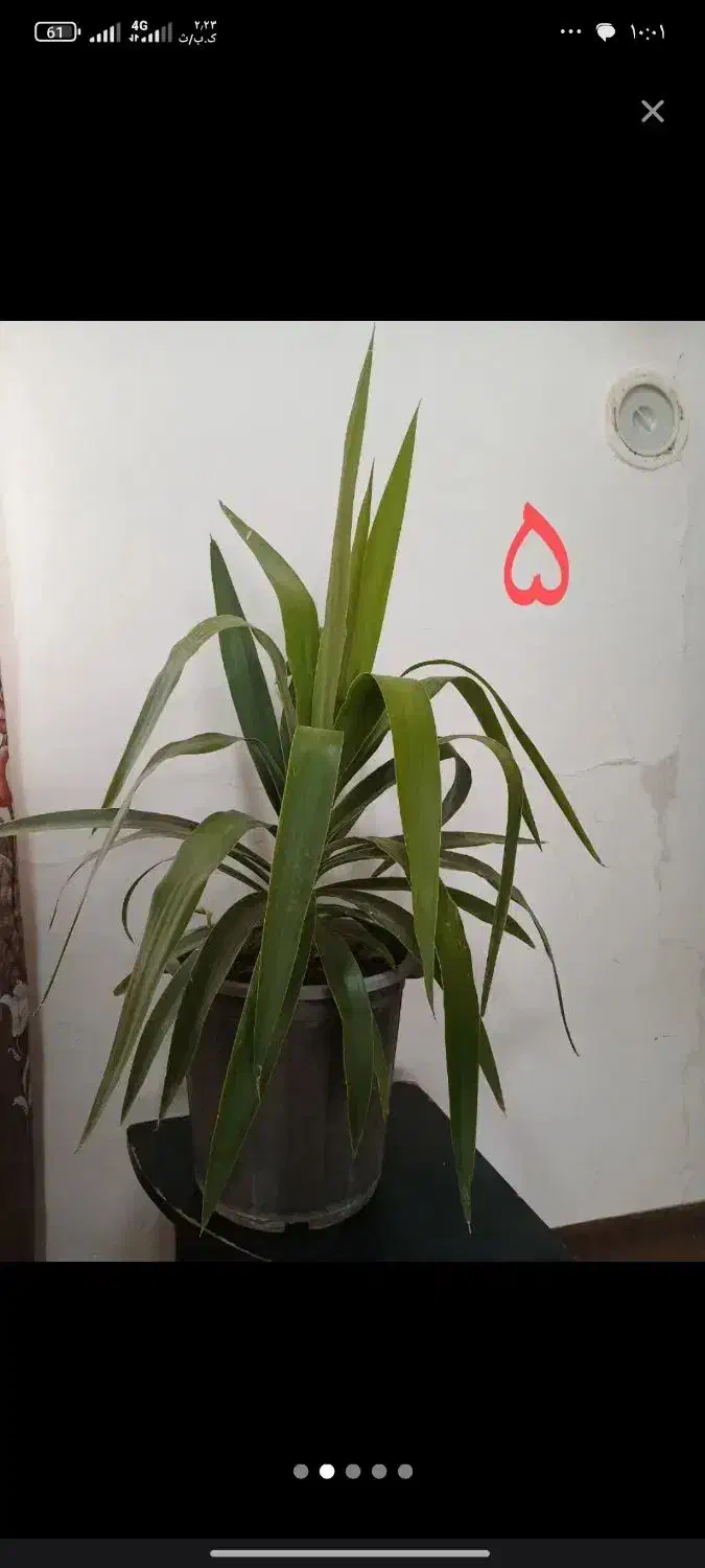 گل آپارتمان|گل و گیاه طبیعی|رباط‌کریم, شهرک والفجر|دیوار