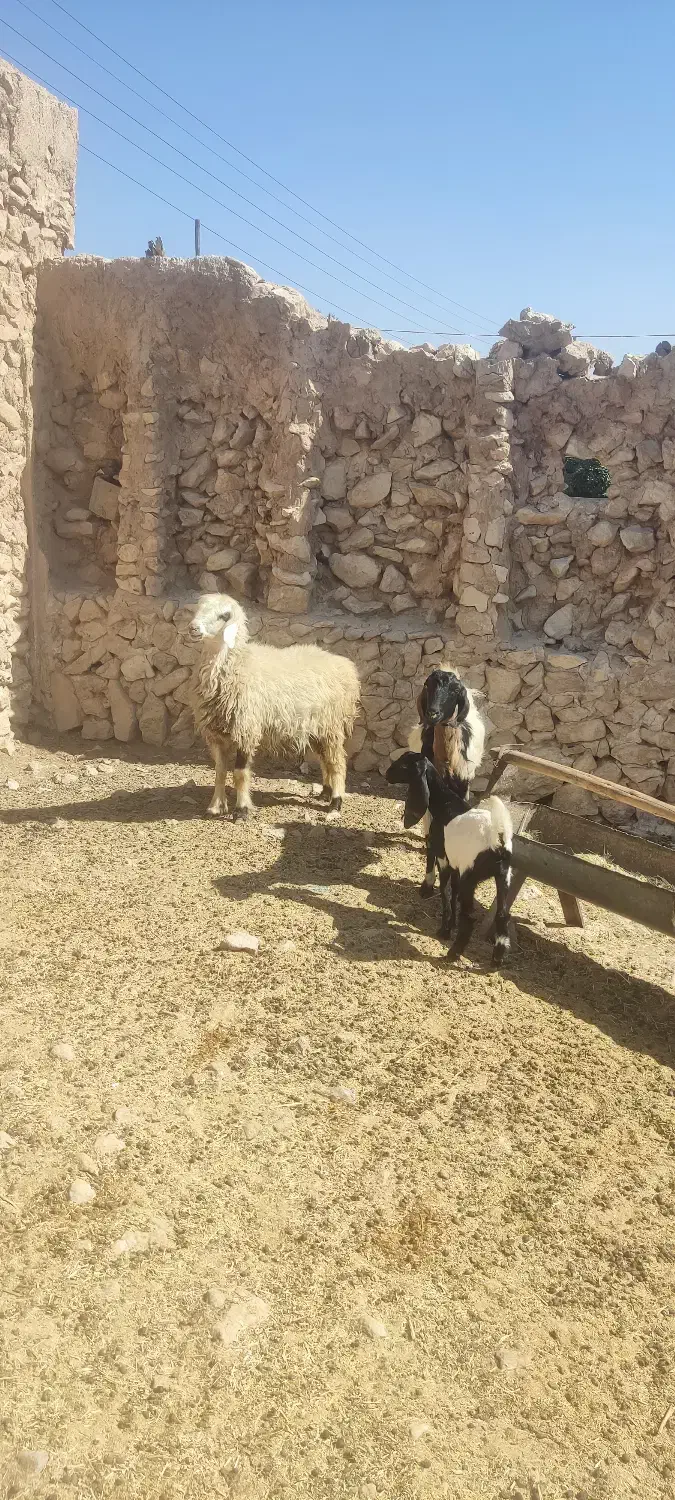 شیشک۲۵ و تیشتر۱۸|حیوانات مزرعه|ارم, |دیوار