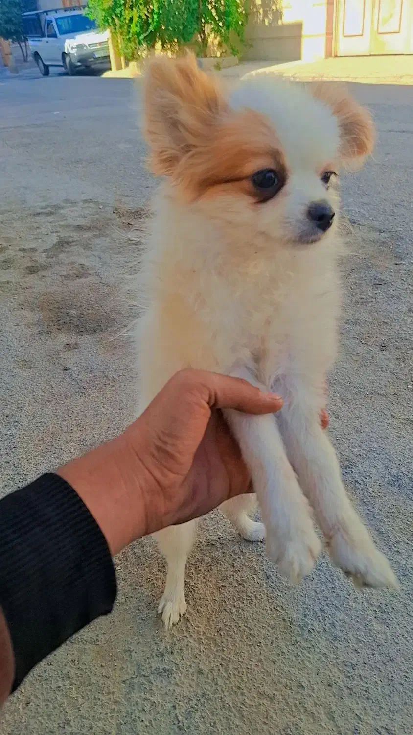 سگ پامر روباهی ماده 4 ماهه قیمت پیشنهادی|سگ|شیراز, کوشک میدان|دیوار