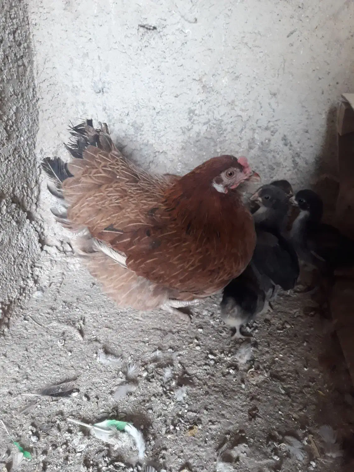 مرغ شمال باجوجه هاش|حیوانات مزرعه|هشتگرد, خور|دیوار