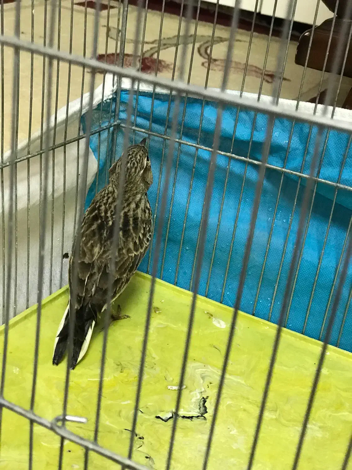 سهره خاکی یا طوقه|پرنده|خوی, |دیوار