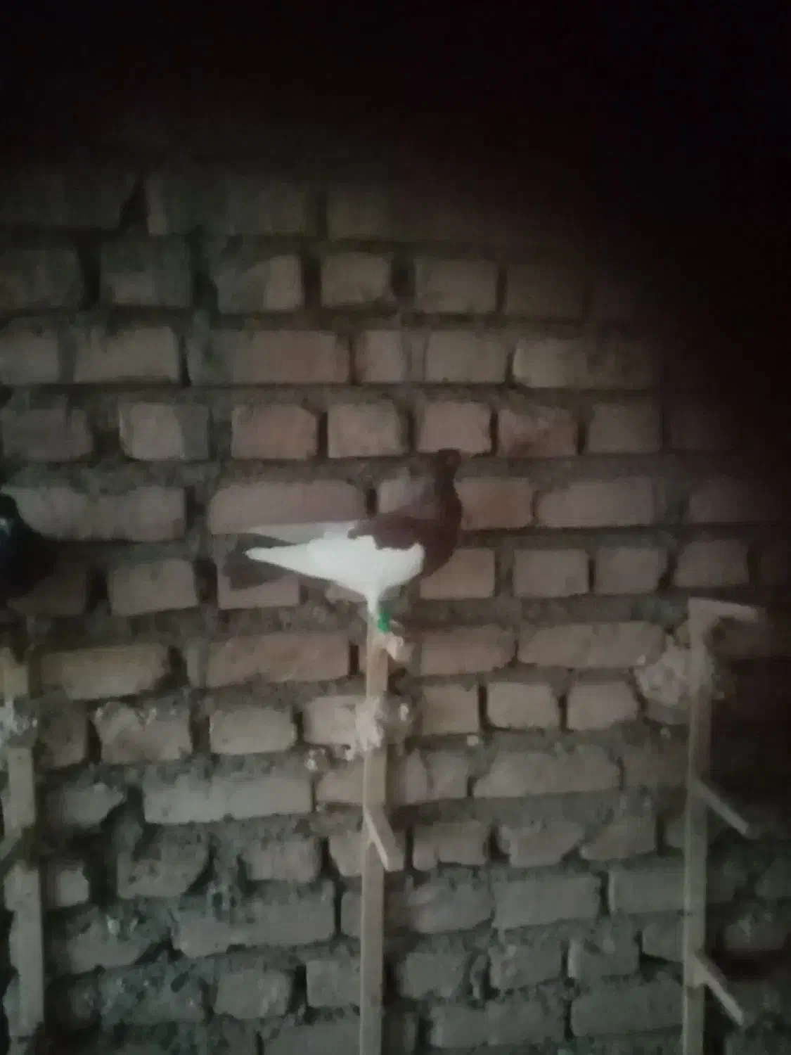 یهودی|پرنده|فرح دشت, |دیوار