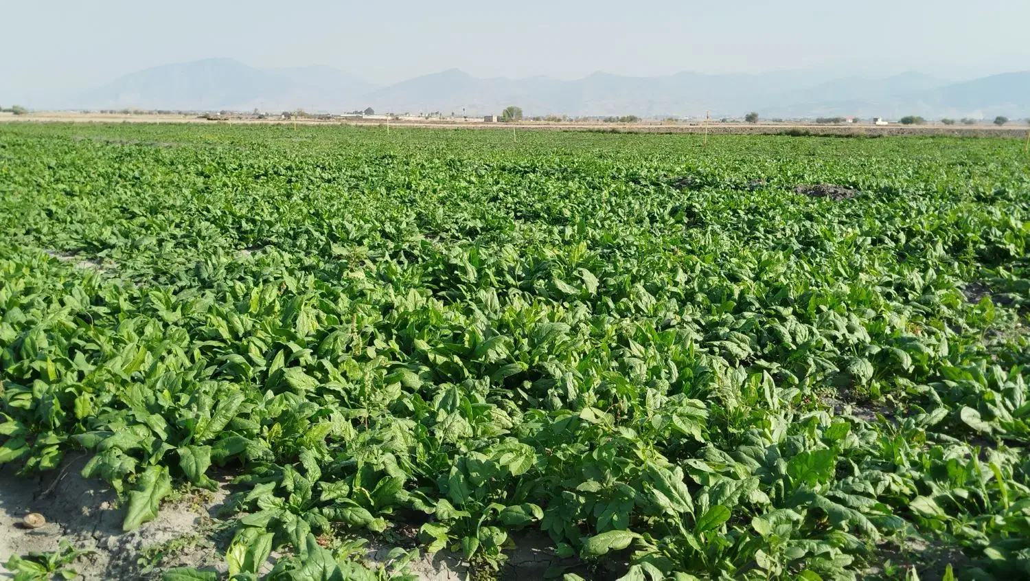 اسفناج فروشی|گل و گیاه طبیعی|گنبد کاووس, |دیوار