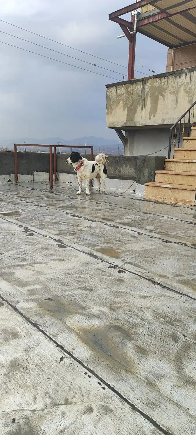 قهدریجانی نر|سگ|کامیاران, |دیوار